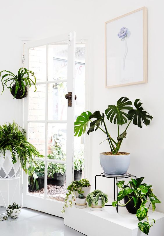 گیاهان آپارتمانی برای استفاده در دکوراسیون داخلی منزل